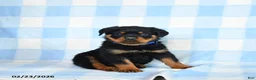 Rottweiler dogs for sale: Waylon - Ad 2