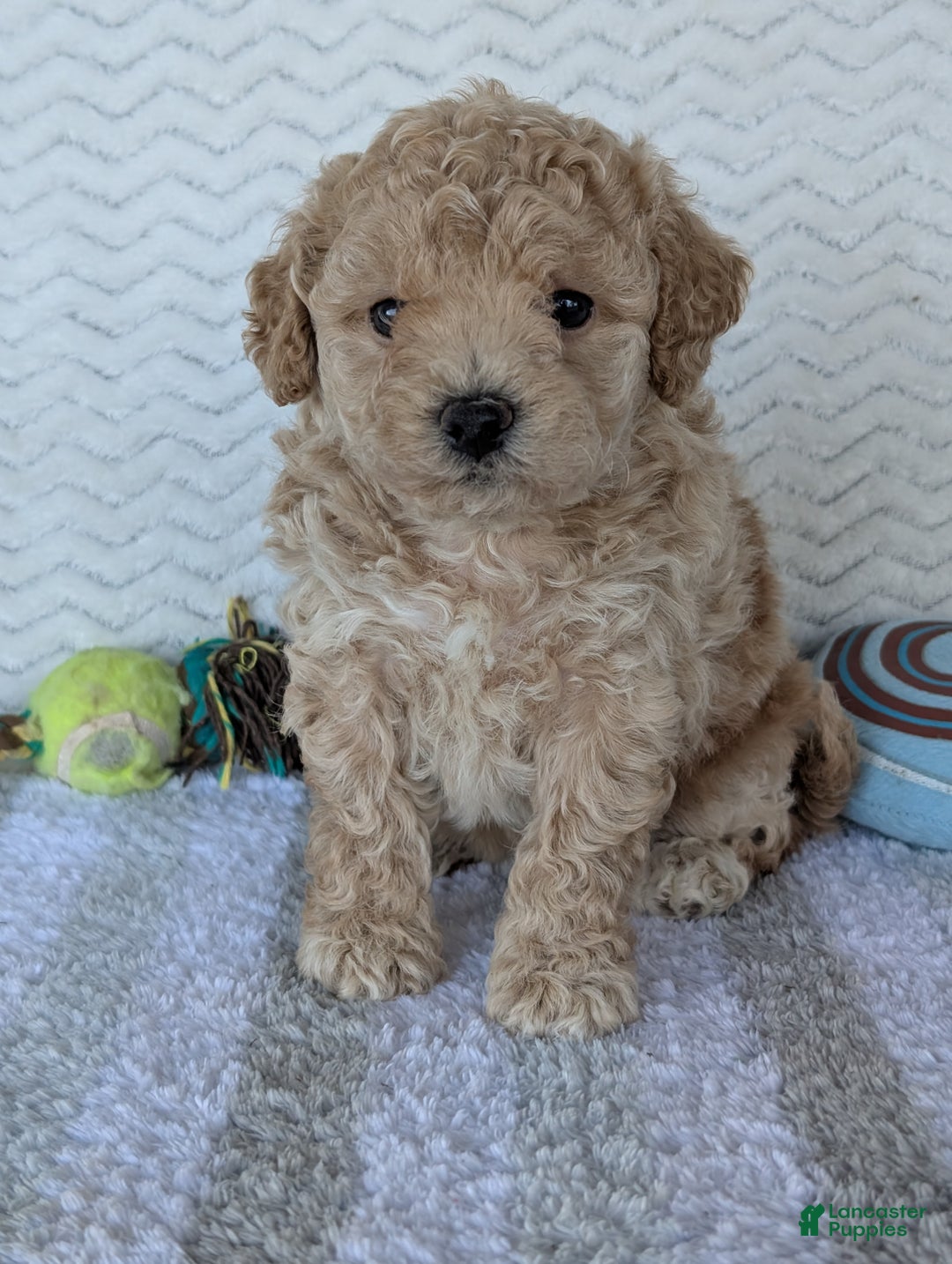 Bichpoo dogs for sale: Darla - Ad 18