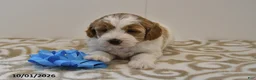 Mini Goldendoodle dogs for sale: Bo  - Ad 9