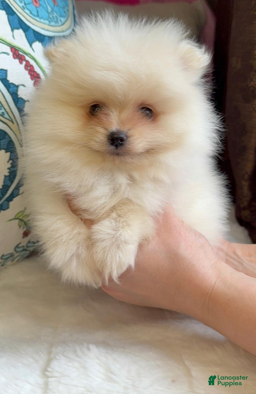Pomeranian dogs for sale: Pomeranian Puppy Daisy - Ad 5