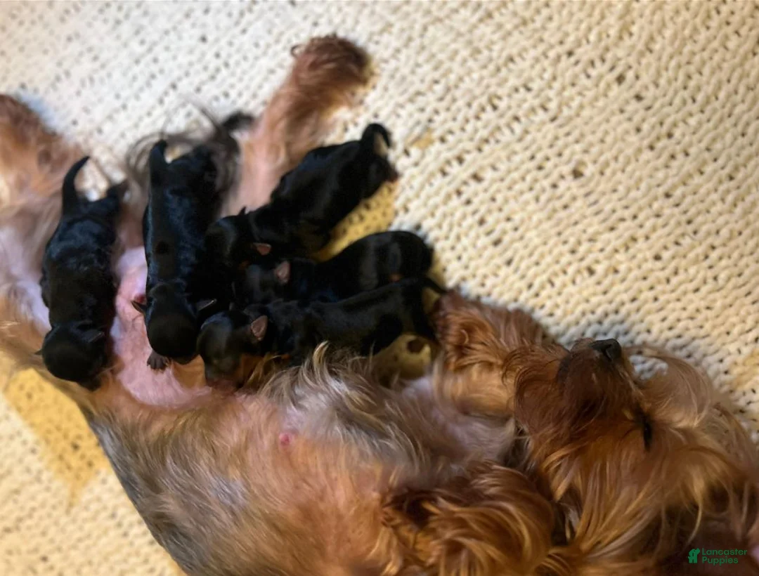 Yorkshire Terrier dogs for sale: Sara - Ad 2