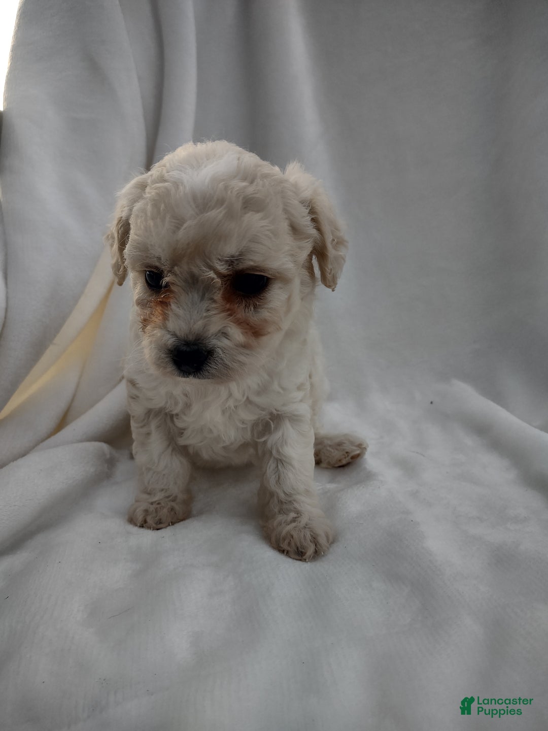 Chipoo dogs for sale: Janeen - Ad 9