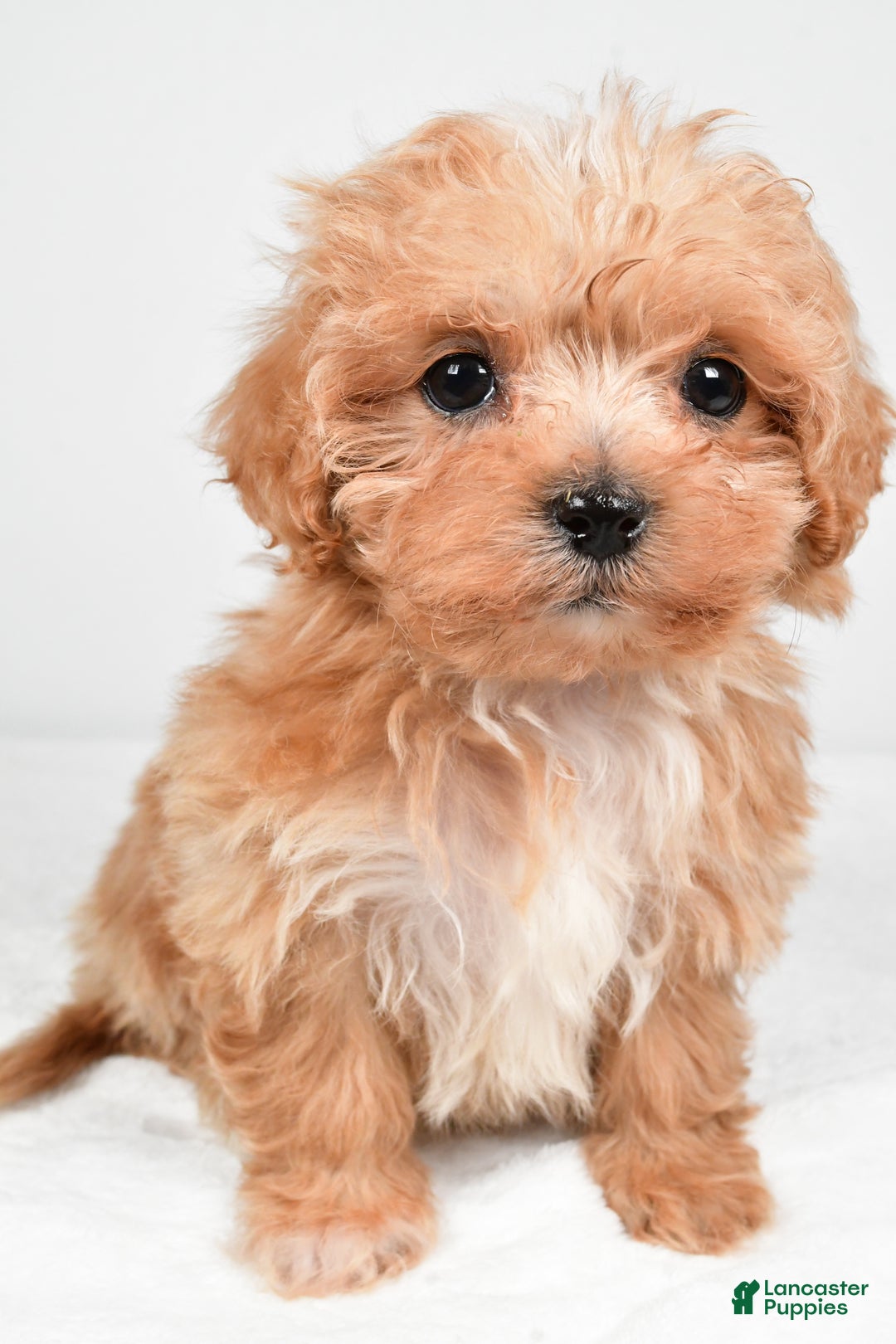 Maltipoo dogs for sale: Brittany - Ad 2