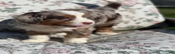 Mixed Breed dogs for sale: Olie - Ad 2