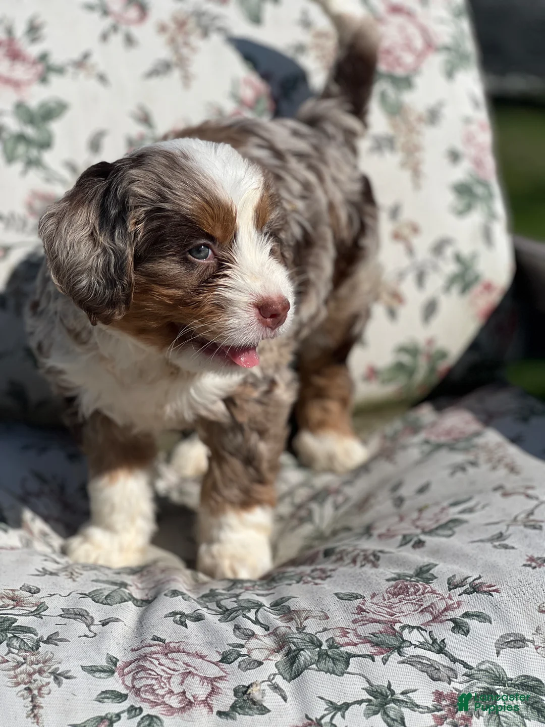 Mixed Breed dogs for sale: Olie - Ad 2