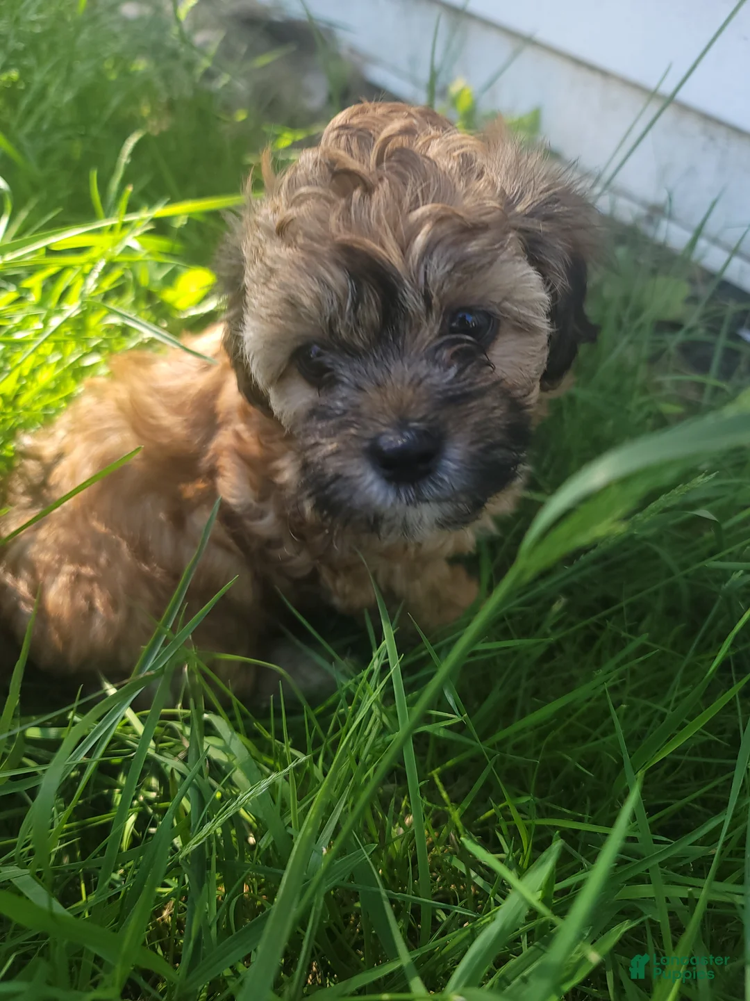 Shihpoo dogs for sale: Bella - Ad 2
