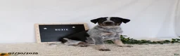 Australian Cattle Dog dogs for sale: Roxie - Ad 3