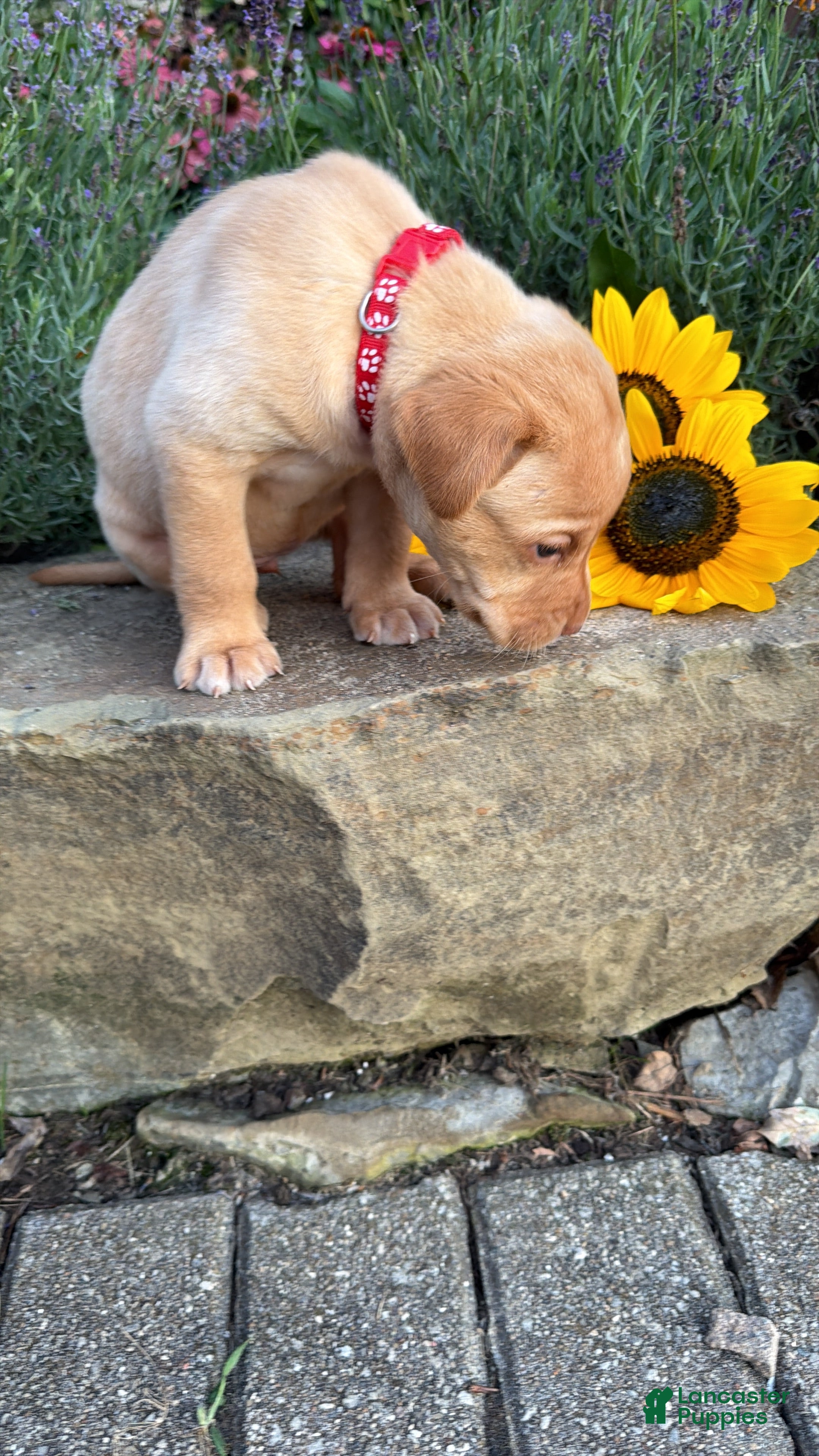 Labrador Retriever dogs Sunny - Ad 2