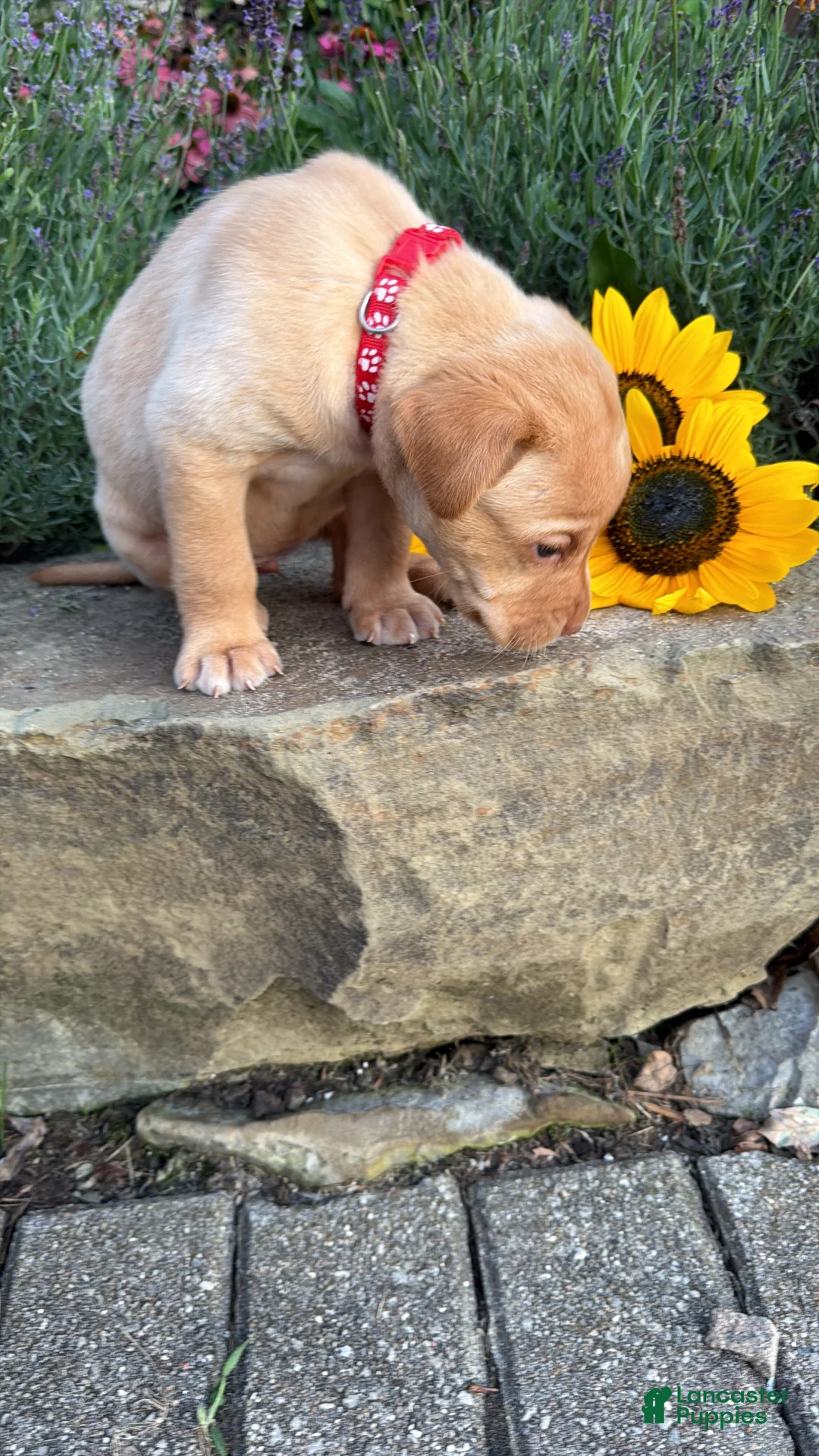 Labrador Retriever dogs for sale: Sunny - Ad 2