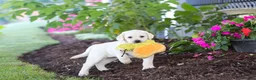 Labrador Retriever dogs for sale: Kathy - Ad 8