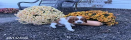 Welsh Springer Spaniel dogs for sale: Lassie - Ad 4
