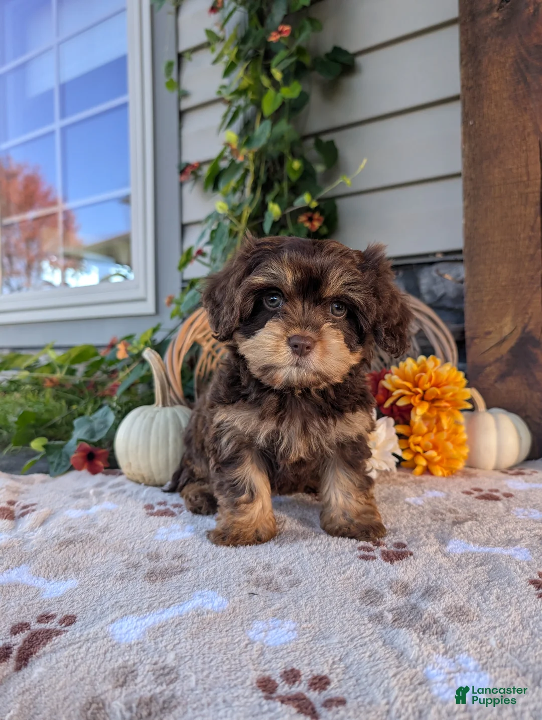 Cavapoo dogs for sale: Skipper  - Ad 1