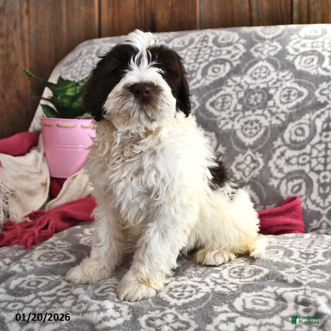 Portuguese Water Dog dogs for sale: Dazzle  - Ad 5