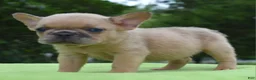 Mixed Breed dogs for sale: Peanut micro puppy  - Ad 16