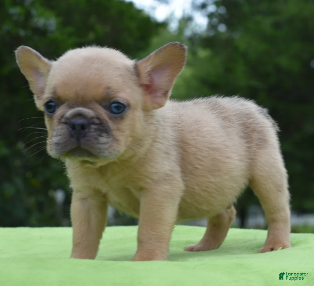 Mixed Breed dogs for sale: Peanut micro puppy  - Ad 16