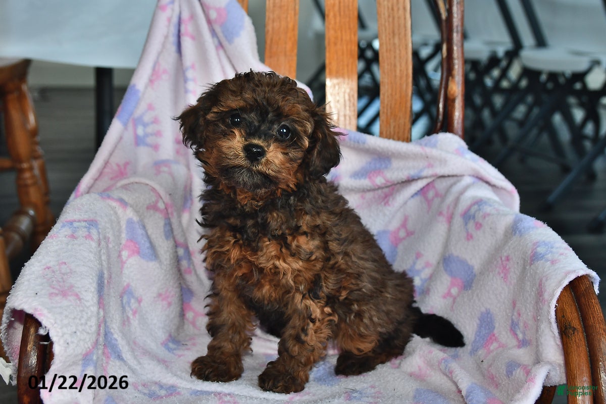 Miniature Poodle dogs Owen - Ad 2