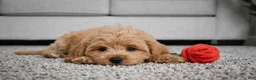 Cavapoo dogs for sale: Mark - Ad 7