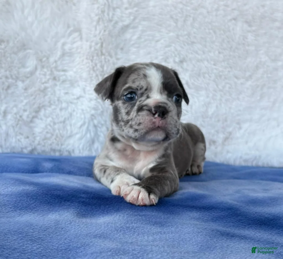 Frenchton dogs for sale: Blake  - Ad 1