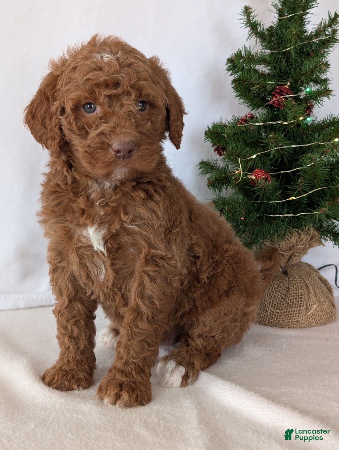 Goldendoodle dogs for sale: Porter  - Ad 8