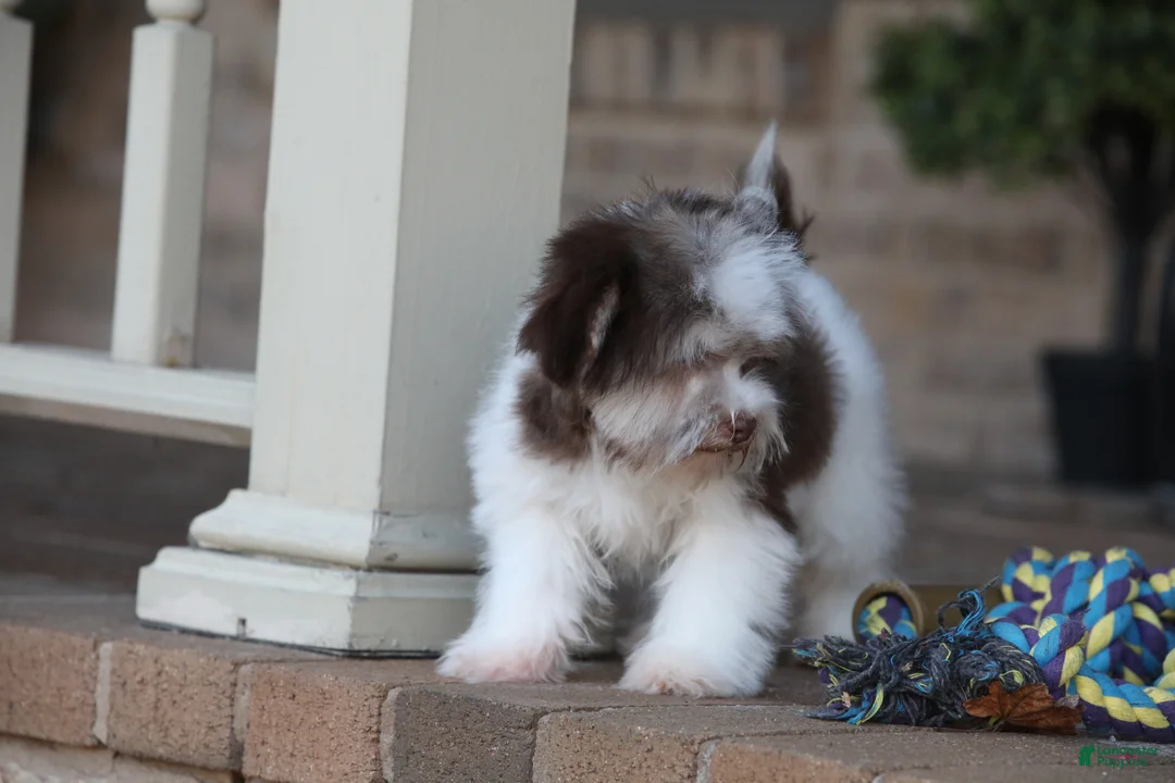 Havanese dogs for sale: Hope - Ad 33