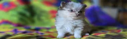 Pomeranian dogs for sale: Charles - Ad 2