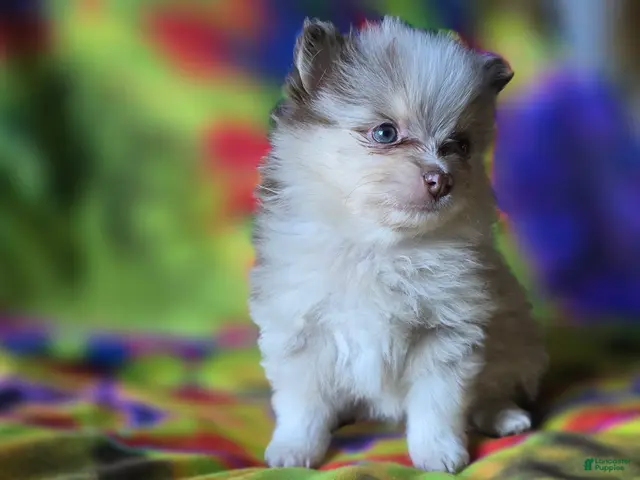 Pomeranian dogs Charles - Ad 2