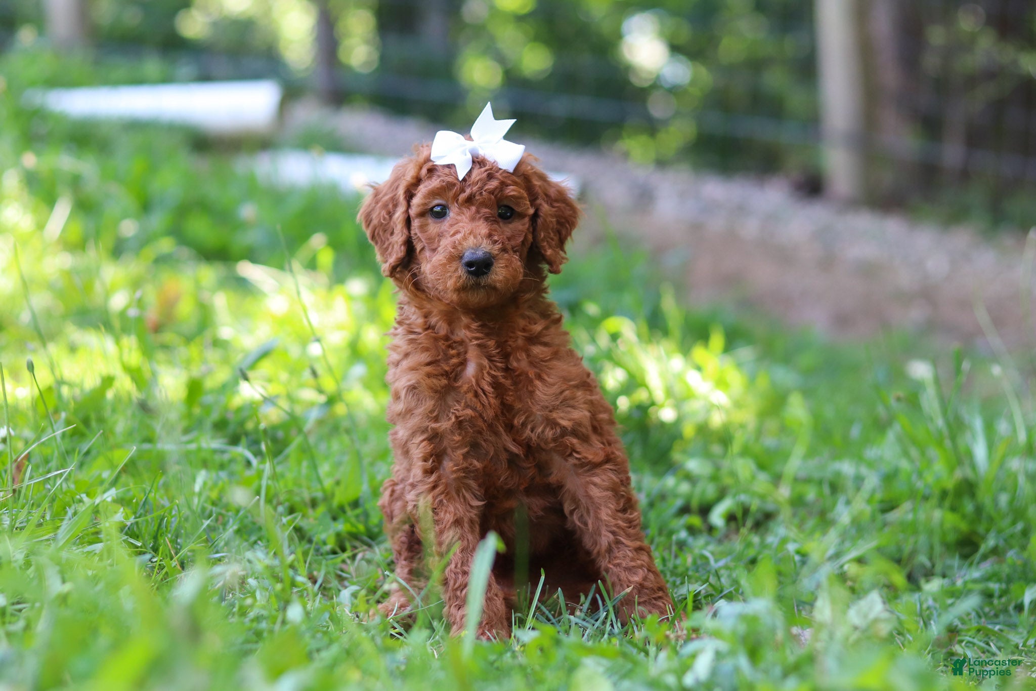 Standard Poodle dogs Aleah AKC - Ad 2