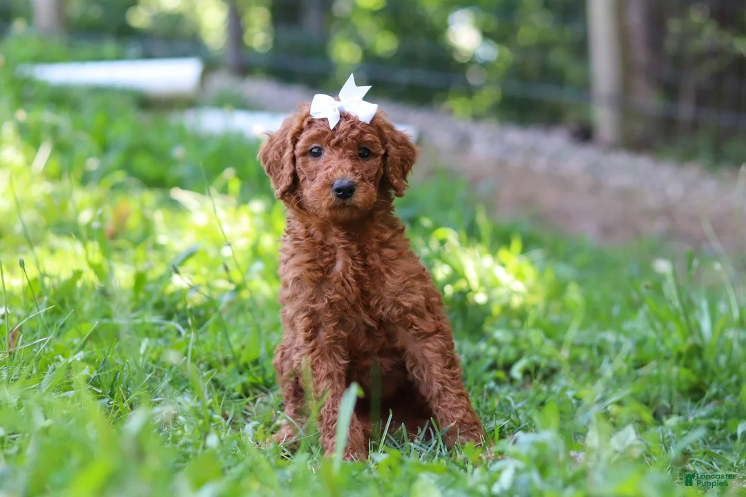 Standard Poodle dogs for sale: Aleah AKC - Ad 2