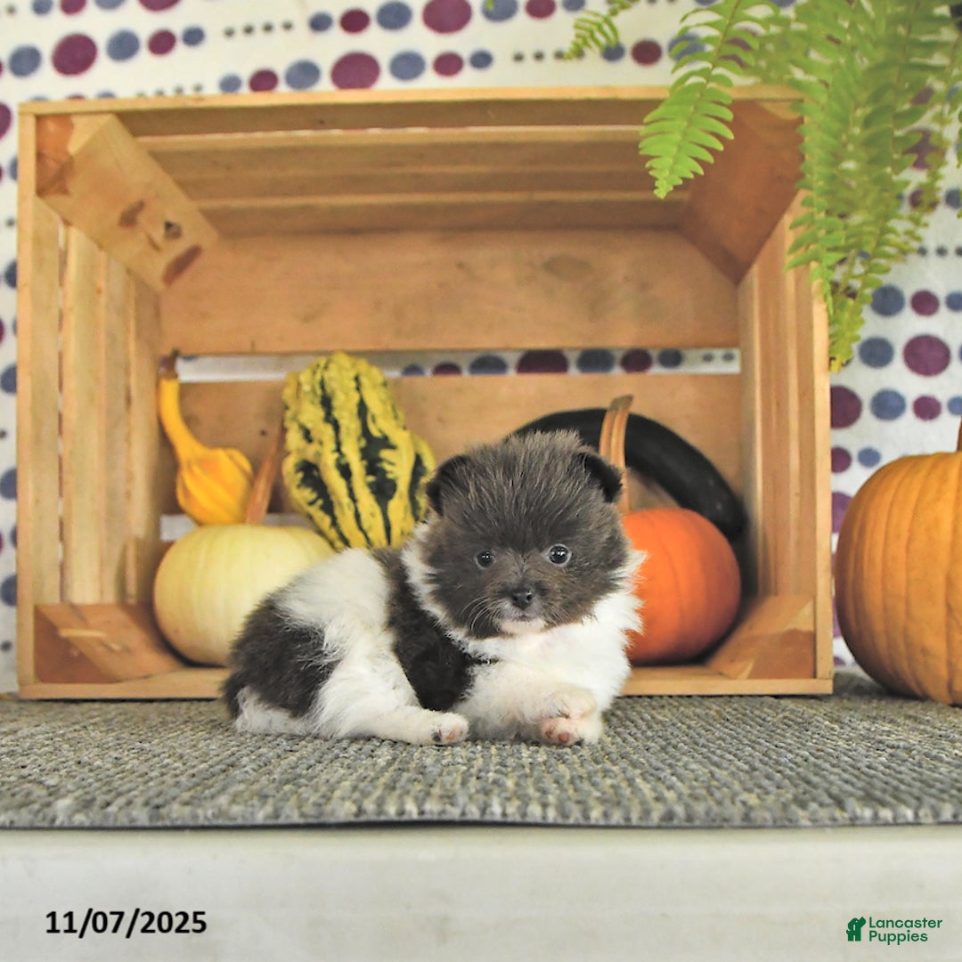 Pomeranian dogs for sale: Lana - Ad 11