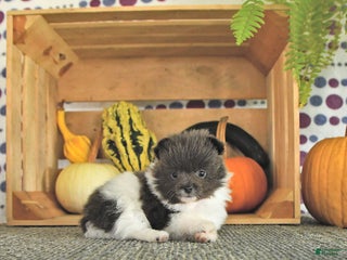 Pomeranian dogs - Ad 24