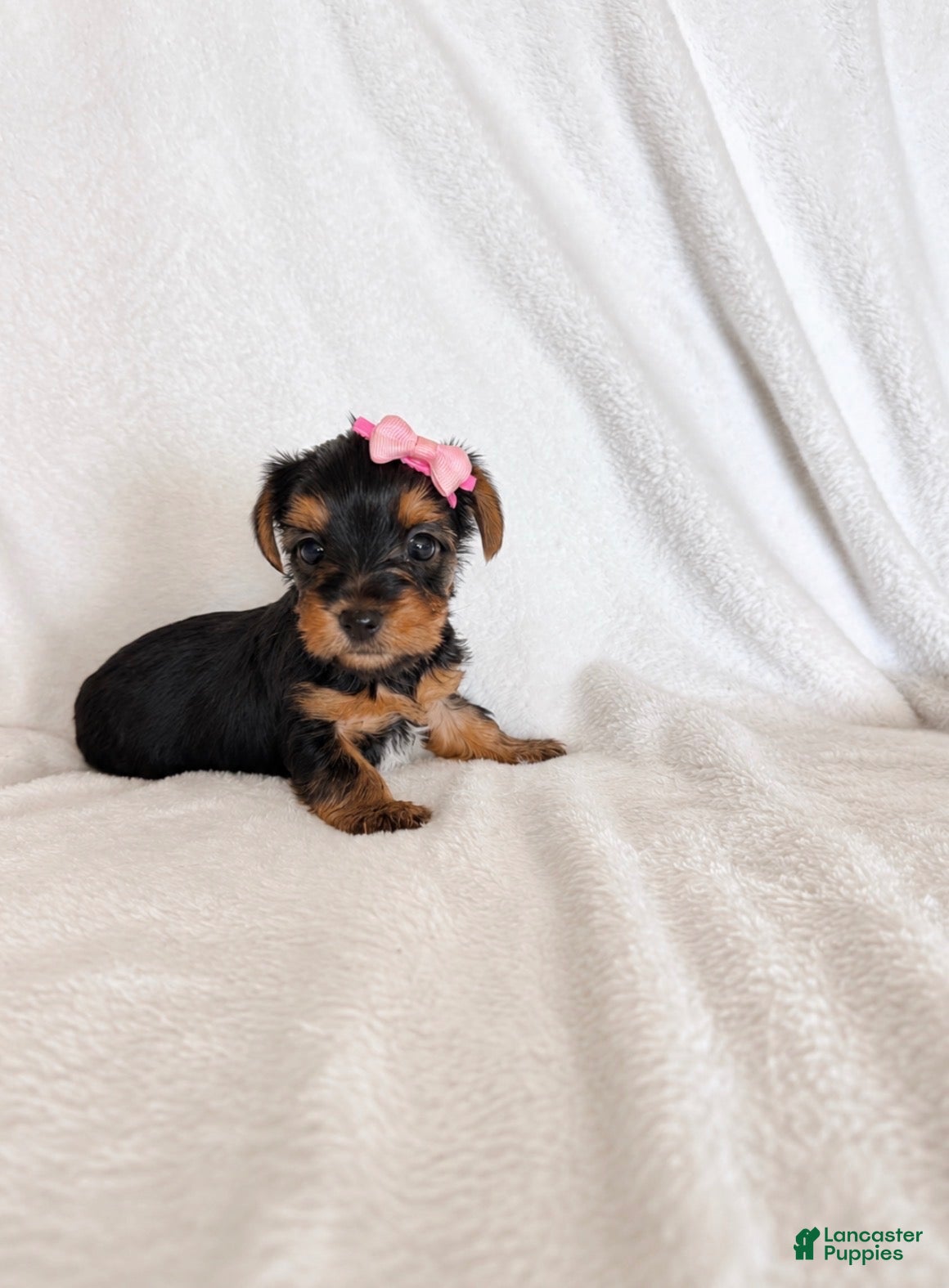 Yorkshire Terrier dogs for sale: Yorkshire Terrier 6 - Ad 37