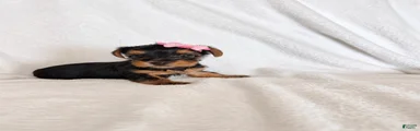 Yorkshire Terrier 6