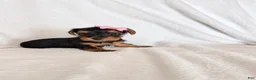 Yorkshire Terrier dogs for sale: Yorkshire Terrier 6 - Ad 1