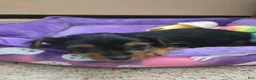 Yorkshire Terrier dogs for sale: Teacup Cherry - Ad 2