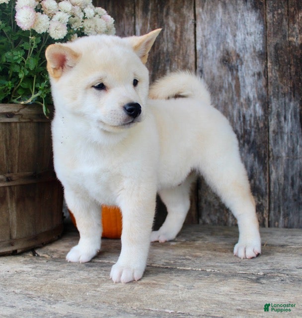 Shiba Inu Puppies for sale Lancaster Puppies