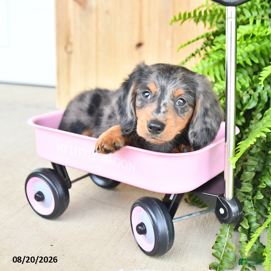 Miniature Dachshund dogs for sale: Quinn - Ad 1