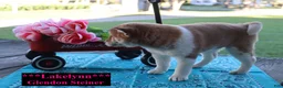 Shiba Inu dogs for sale: Lakelynn - Ad 6