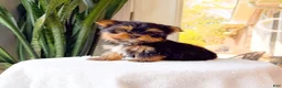 Yorkshire Terrier dogs for sale: Ricky - Ad 5