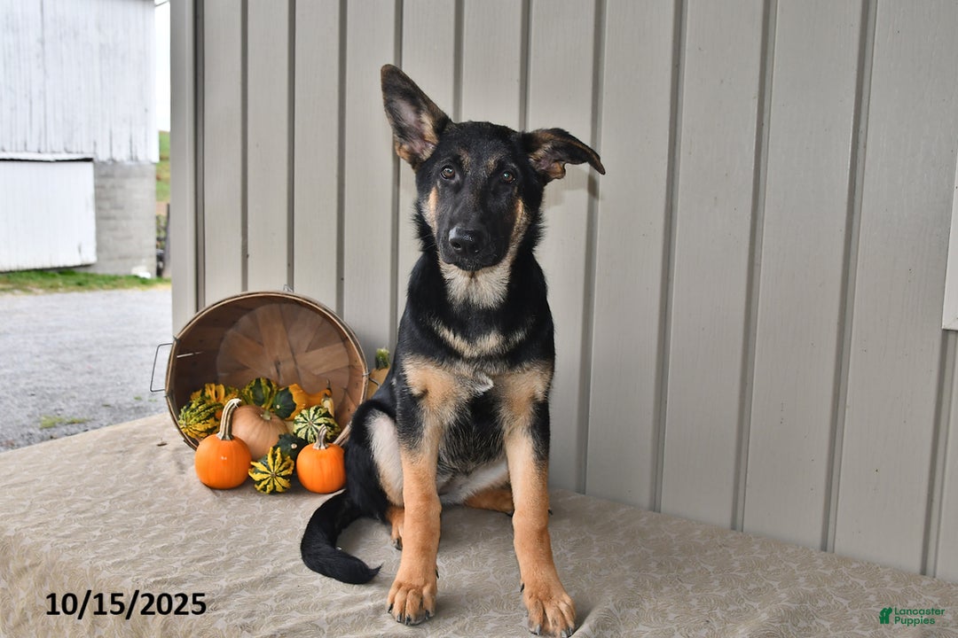 German Shepherd dogs for sale: Kelsey - Ad 3