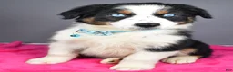 Australian Shepherd dogs for sale: Espresso - Ad 7