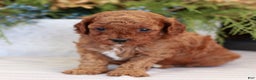 Cavapoo dogs for sale: Molly  - Ad 3