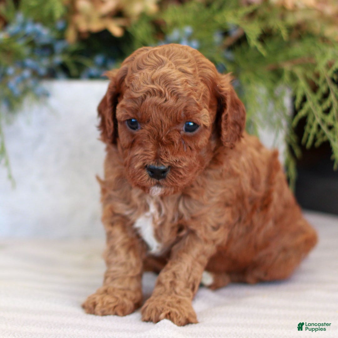 Cavapoo dogs for sale: Molly  - Ad 3