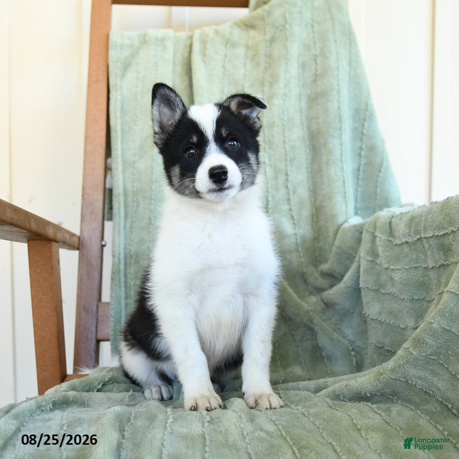 Pomsky dogs Boomer - Ad 2