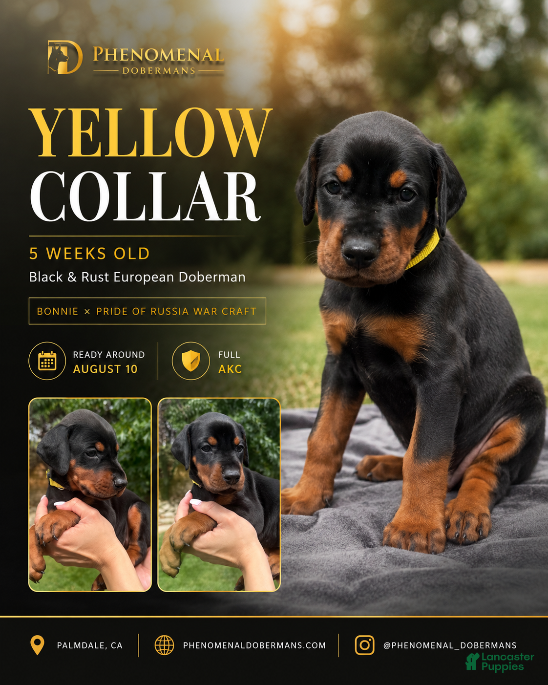 Doberman Pinscher dogs Yellow Collar  - Ad 1