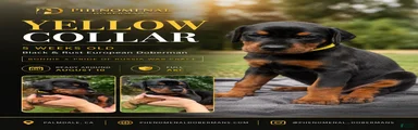 Yellow Collar 