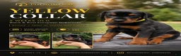 Doberman Pinscher dogs for sale: Yellow Collar  - Ad 1