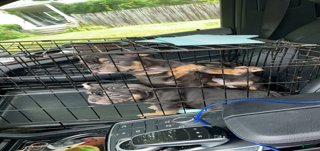 Gallery Image {{count}}