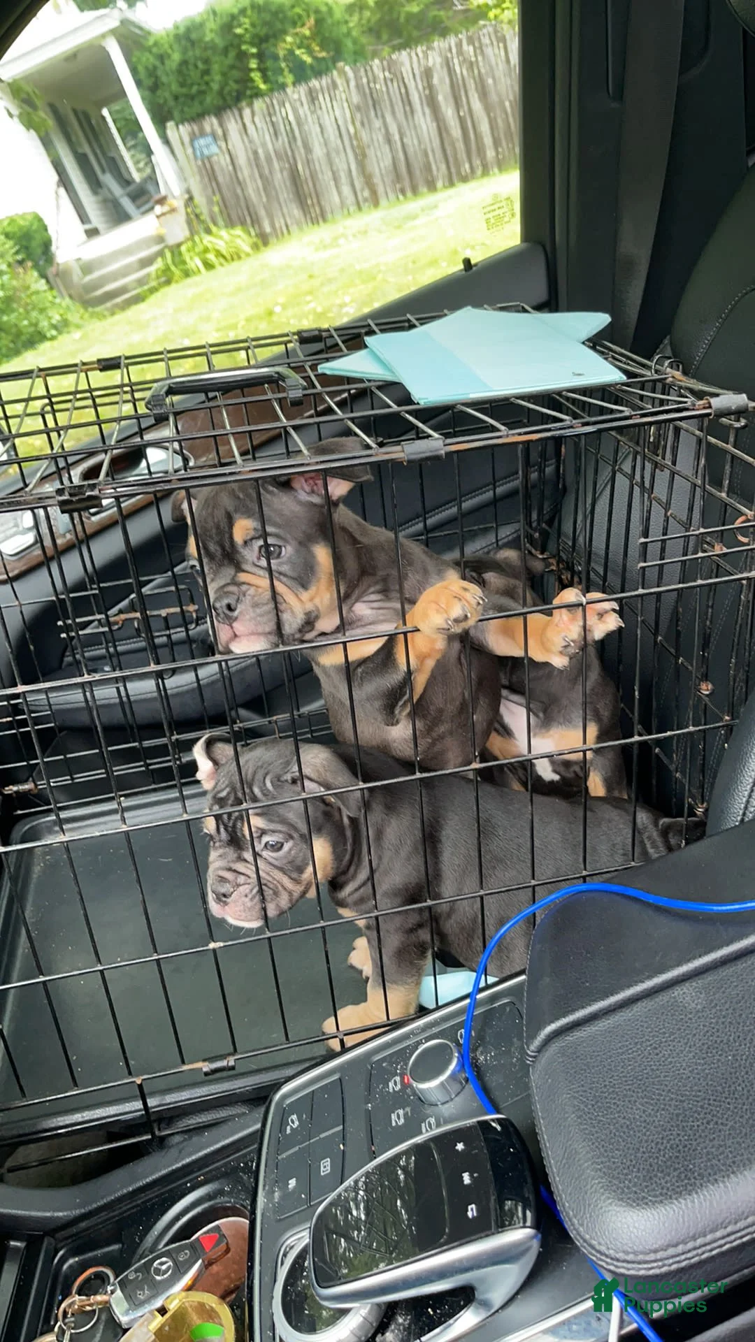 Gallery Image {{count}}