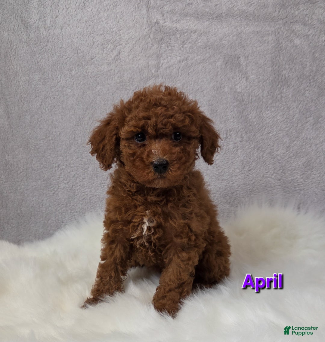 Miniature Poodle dogs for sale: April - Ad 1