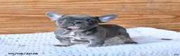 French Bulldog dogs for sale: Honey - Ad 4